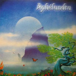 Aphelandra