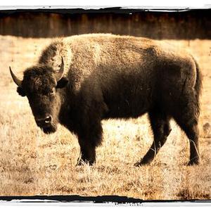 Buffalo Clover