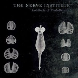 The Nerve Institute