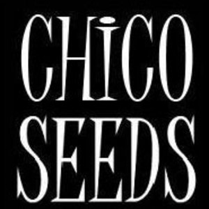 Chico Seeds